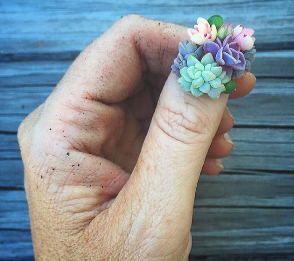 Wat are succulent nails?
