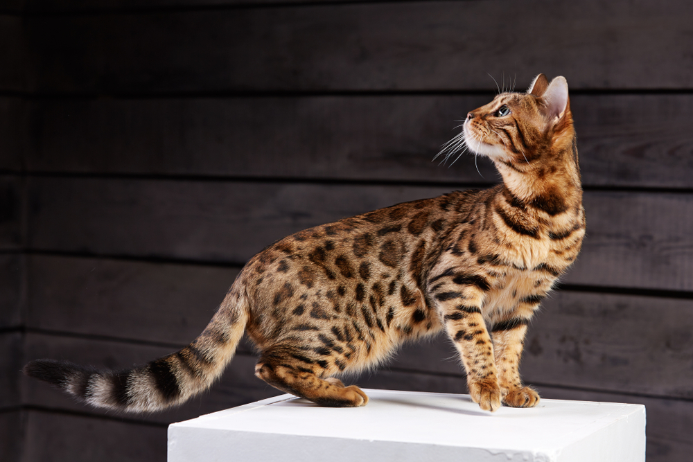 The world’s most expensive cat breed