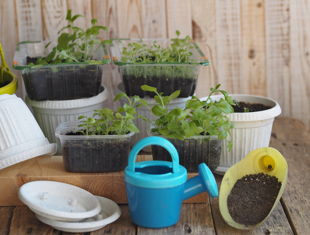 Tips for growing organic food at home