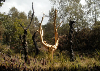 How Growth of Gold on Trees will be of Great Use